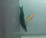 Gomphosus caeruleus, Schnabellippfisch