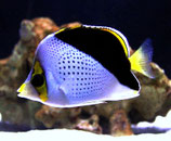Chaetodon tinkeri, Tinker Hawaii Falterfisch