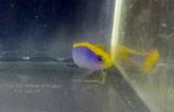 Pseudochromis flavivertex, gelb-blauer Zwergbarsch