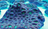 Favia / Favites spec