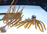 Menella spec, Gorgonie
