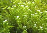 Caulerpa cf. racemosa, Algen