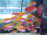 Pseudanthias bimaculatus, Zweifleck Fahnenbarsch