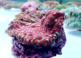 Echinopora lamellosa/spec, Echinopora