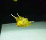 Lactoria cornuta, Langhorn-Kofferfisch