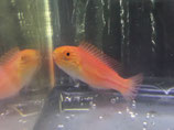 Cirrhilabrus isosceles, Langschwanz-Zwerglippfisch