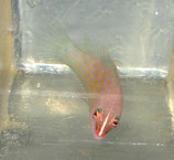 Pseudocheilinus octotaenia, Achtlinien-Lippfisch
