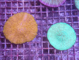 Fungia spec, Pilzkoralle