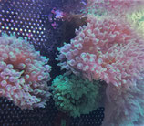 Entacmea quadricolor, Blasenanemone/Kupferanemone