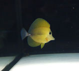 Zebrasoma scopas, brauner Segelflosser