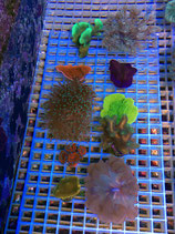 Madreporaria spec, Steinkorallen Sortiment