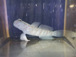 Cryptocentrus leptocephalus, Rottupfen-Wächtergrundel