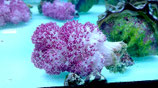 Dendronephthya spec, farbige Weichkoralle