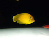 Acanthurus pyroferus, Schokoladen-Doktorfisch