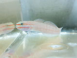 Amblygobius decussatus, Orangestreifen-Grundel