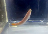 Pseudochromis cyanotaenia, Brandungs-Zwergbarsch