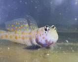 Amblyeleotris guttata, Rußbauch Wächtergrundel