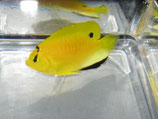 Apolemichthys trimaculatus, Dreifleck-Kaiserfisch