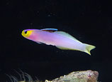 Nemateleotris helfrichi, Helfrichs Schwertgrundel