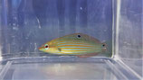 Halichoeres melanurus, Grünblauer-Junkerfisch