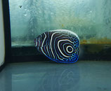 Pomacanthus imperator, Imperatorkaiserfisch