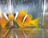 Amphiprion bicinctus, Rotmeer-Anemonenfisch