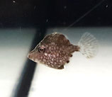 Rudarius ercodes, Weißpunkt-Zwergfeilenfisch