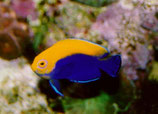 Centropyge aurantonotus, Brasilianischer Zwergkaiser