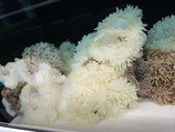 Heteractis crispa, Lederanemone
