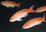 Pseudanthias cooperi, Flammenfahnenbarsch