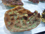 Mycedium spec, Chalice / Elefantenhaut-Koralle