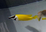 Siganus vulpinus, Kaninchenfisch