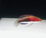 Cirrhilabrus katherinae, Katherines Zwerglippfisch