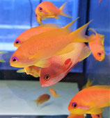 Pseudanthias squamipinnis, Juwelen-Fahnenbarsch