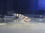 Astrabe spec. Zebra-Grundel