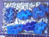 Tridacna maxima, Mördermuschel