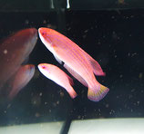 Paracheilinus octotaenia, Achtstreifen Fahnenlippfisch