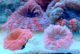 Scolymia spec, Becherkoralle