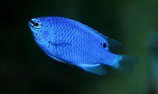 Chrysiptera cyanea, blauer Riffbarsch