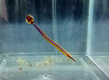 Doryrhamphus excisus, Blaustreifenseenadel
