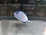 Genicanthus watanabei, Pracht-Lyrakaiserfisch