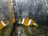 Amphiprion sebae, Indischer Anemonenfisch