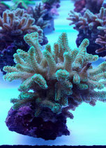 Seriatopora caliendrum, Buschkoralle