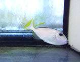 Xanthichthys auromarginatus, Blaukehl-Drückerfisch