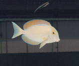 Acanthurus bariene, Bariene-Doktorfisch