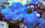 Discosoma spec, Scheibenanemonen