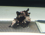 Antennarius maculatus, gefleckter Anglerfisch
