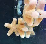 Choriaster granulatus, Walzenseestern