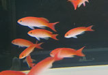 Pseudanthias cooperi, Flammenfahnenbarsch