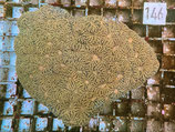 Acanthastrea echinata (146)